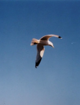 L’invisible traversée des oiseaux sourds