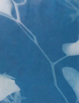 Une image agrandie d'une impression au Cyanotype. On reconnais vaguement la forme d'une feuille et de quelques branches