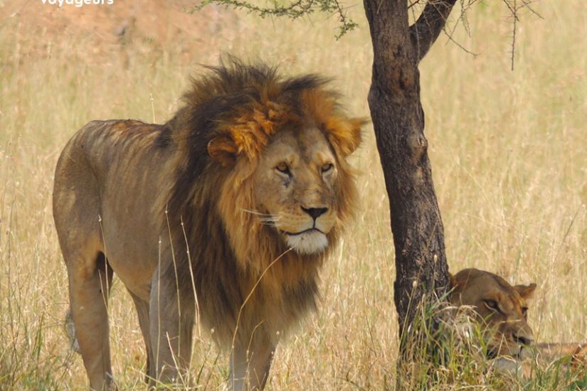 Tanzanie: Safari Sauvage