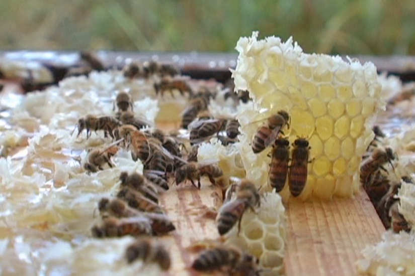 Devenir abeille