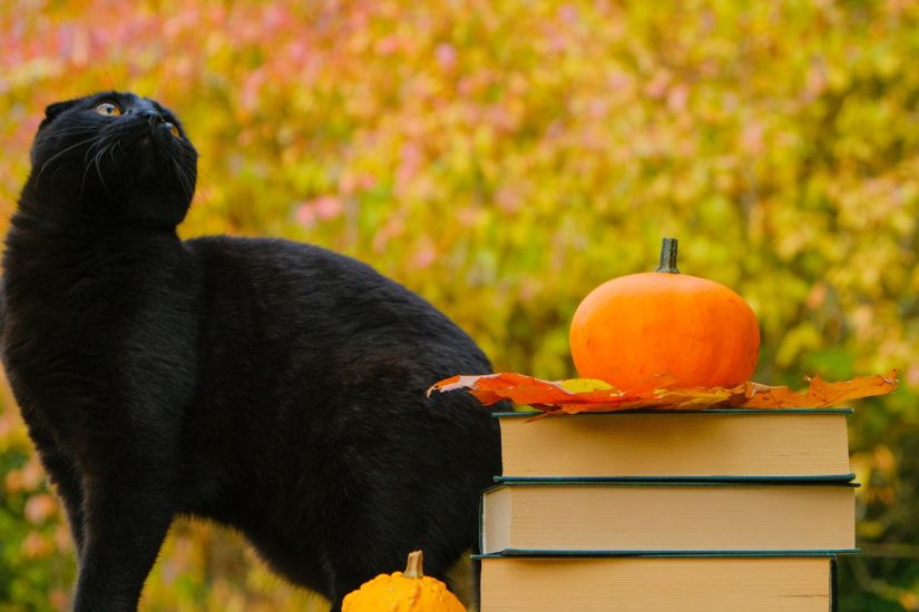 Soirée d'Halloween à la biblio du Bic!