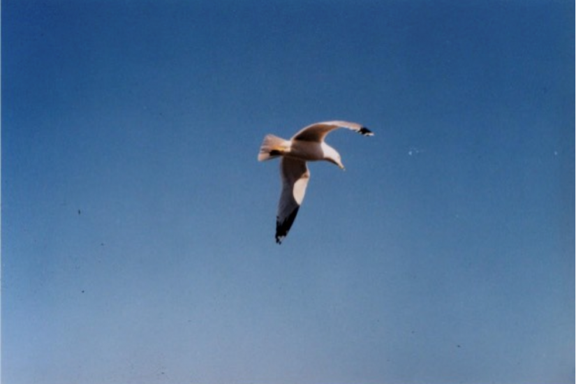 L&#039;invisible traversée des oiseaux sourds