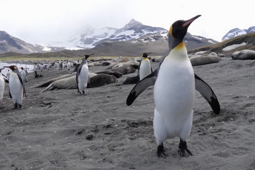 Les aventuriers voyageurs - Antarctique – aux confins du monde