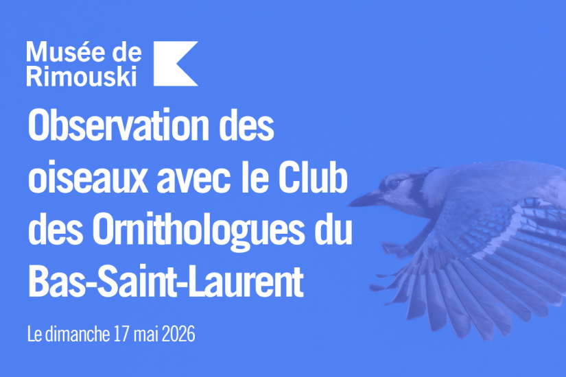 Observation des oiseaux avec le Club des Ornithologues du Bas-Saint-Laurent