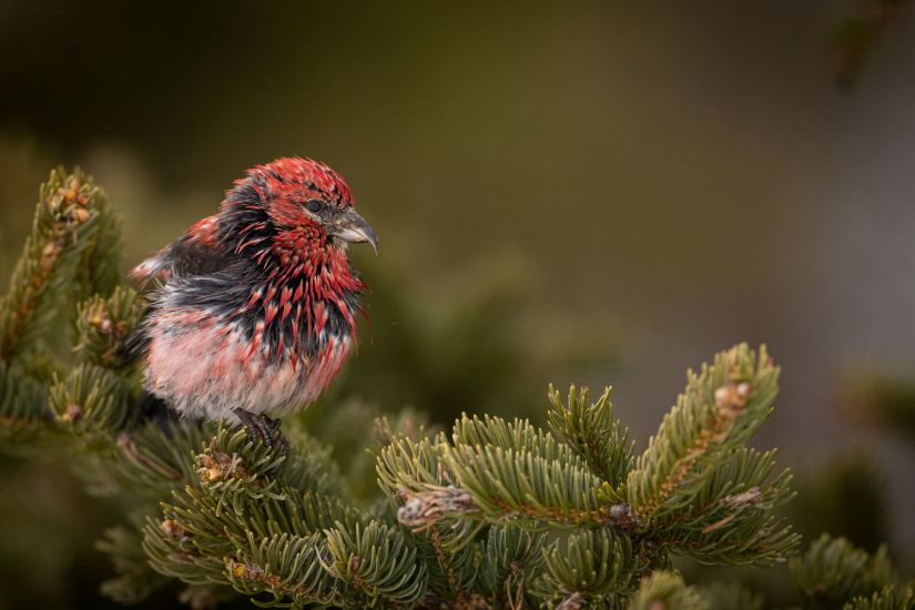 Sortie photo animalière