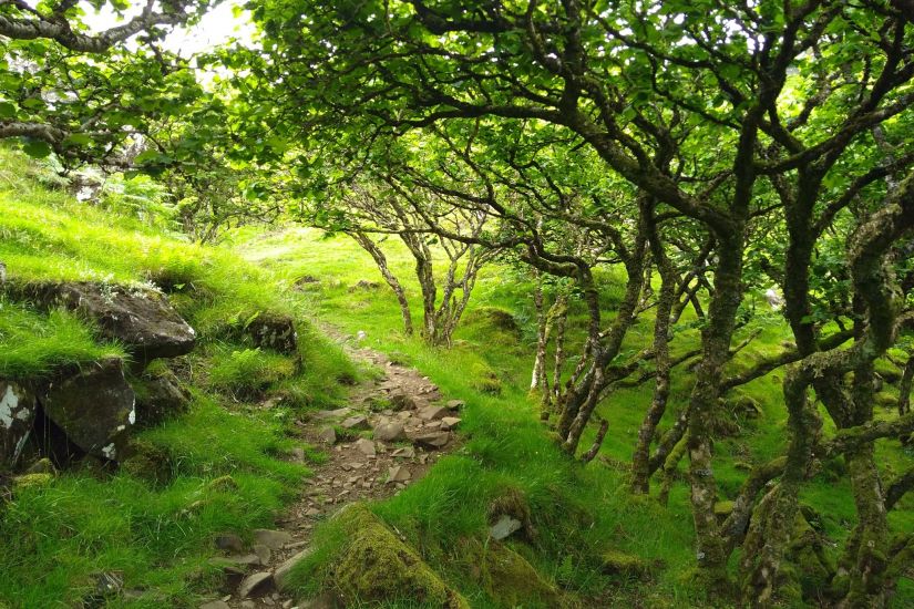 Cabaret des possibles : FÉÉRIQUE