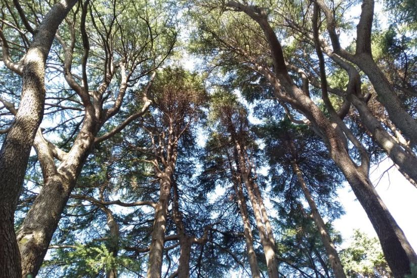 Cabaret des possibles